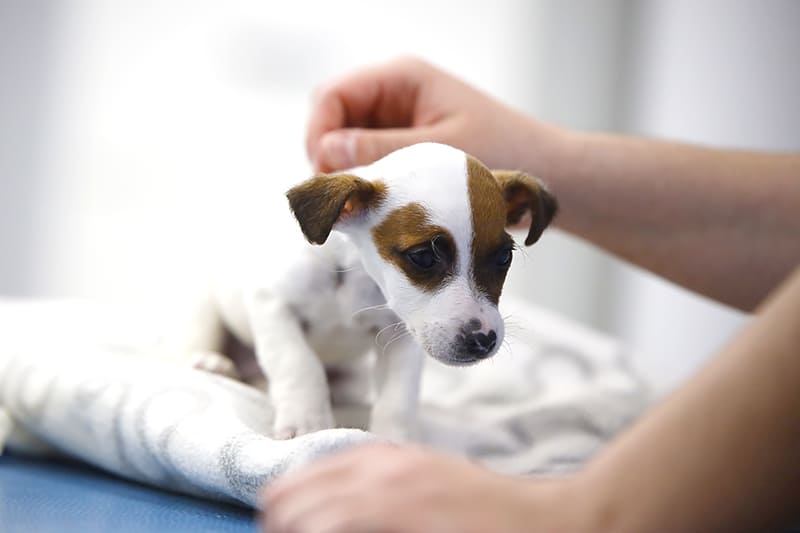 Chiot hospitalisé aux urgences