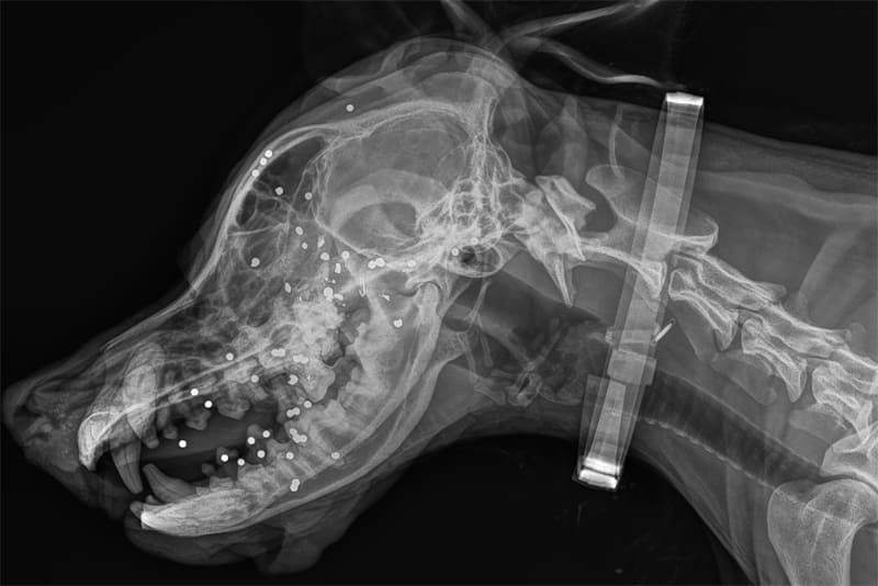 Emergence, Vet Emergency and critical care