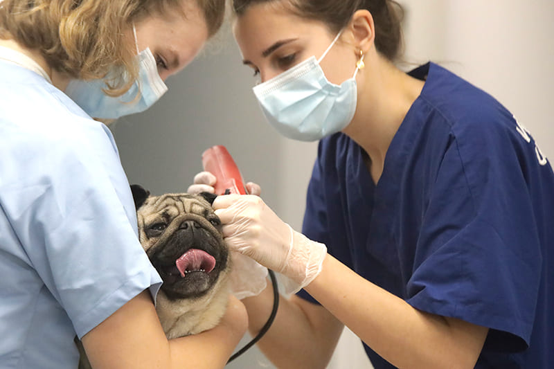 Emergence, Vet Emergency and critical care
