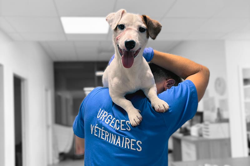 Emergence, Vet Emergency and critical care