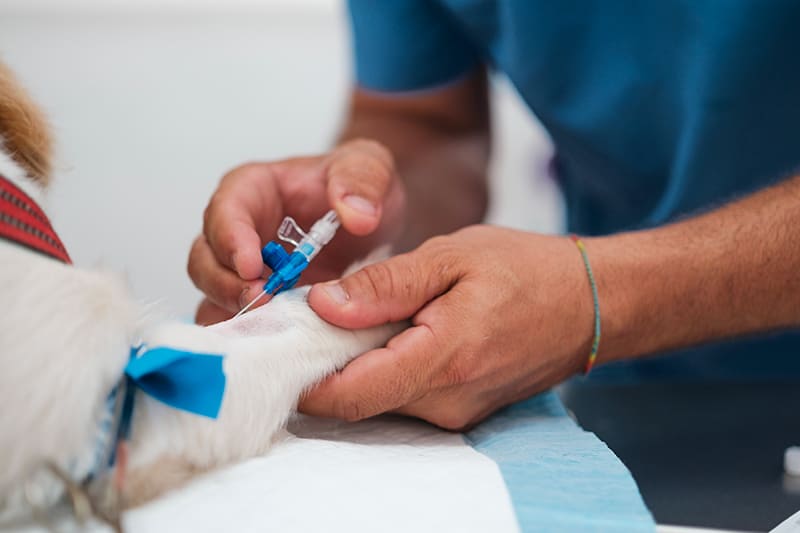 Emergence, Vet Emergency and critical care
