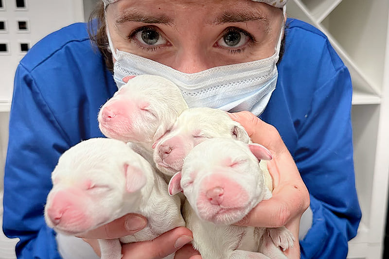 Emergence, Vet Emergency and critical care