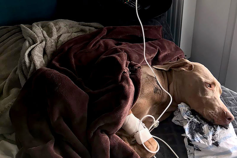 Emergence, Vet Emergency and critical care